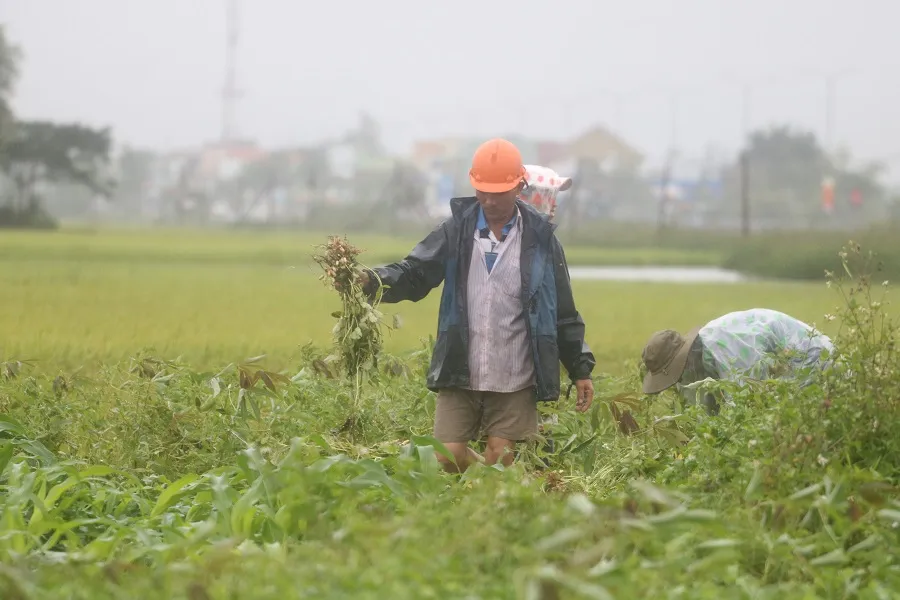 Miền Trung: Dầm mưa cứu lúa và hoa màu khỏi ngập úng ảnh 19
