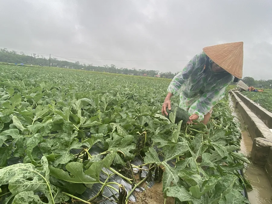 Miền Trung: Dầm mưa cứu lúa và hoa màu khỏi ngập úng ảnh 22