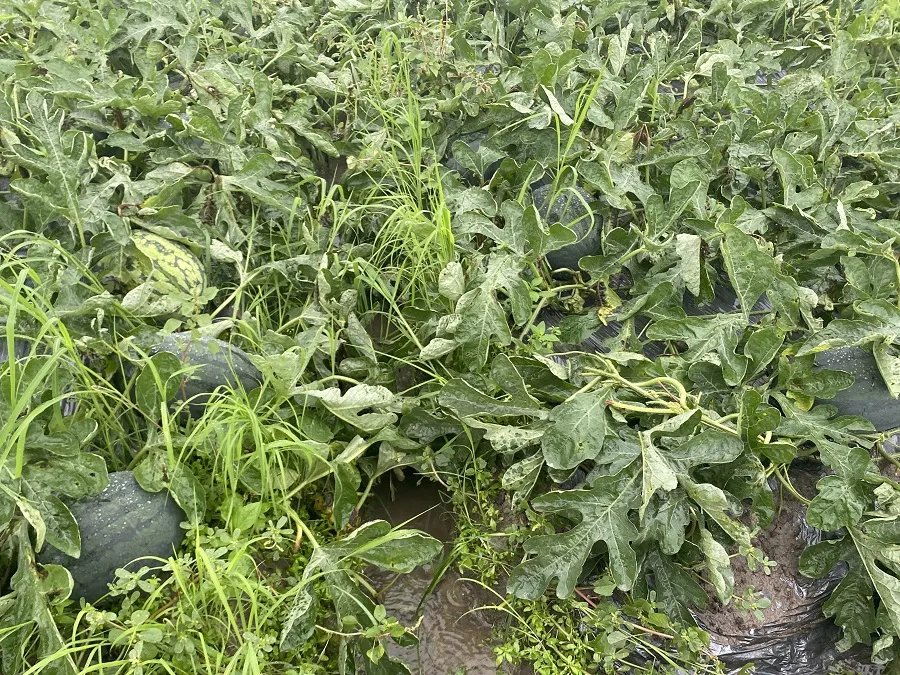 Miền Trung: Dầm mưa cứu lúa và hoa màu khỏi ngập úng ảnh 23