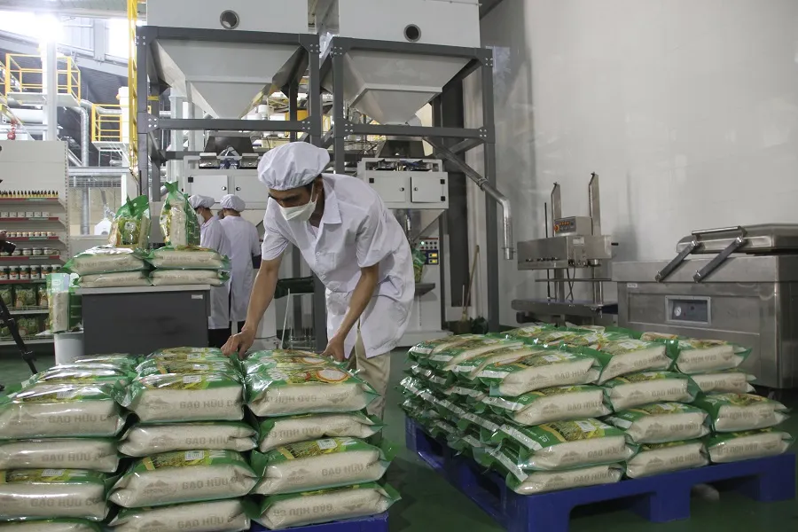 Trồng lúa hữu cơ mở ra hướng canh tác bền vững cho nông dân Quảng Trị ảnh 12