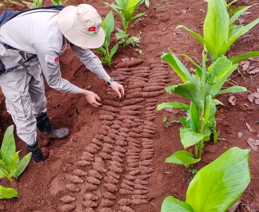 Phát hiện hầm đạn pháo trong vườn nhà dân ở Quảng Trị ảnh 1 Phát hiện hầm đạn pháo trong vườn nhà dân ở Quảng Trị ảnh 1