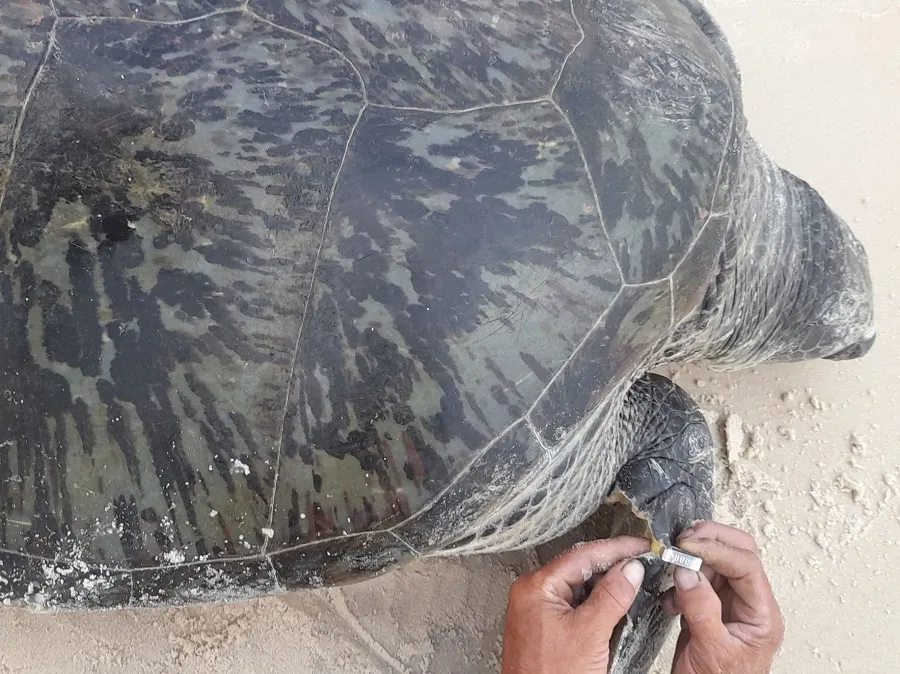 Ngư dân phát hiện vích biển quý hiếm nặng gần 100kg dạt vào bờ biển ảnh 2