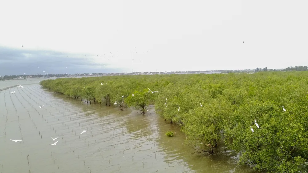 Cánh rừng ngập mặn tại thôn Bắc Phước (xã Triệu Phước, Huyện Triệu Phong, tỉnh Quảng Trị) Cánh rừng ngập mặn tại thôn Bắc Phước (xã Triệu Phước, Huyện Triệu Phong, tỉnh Quảng Trị)