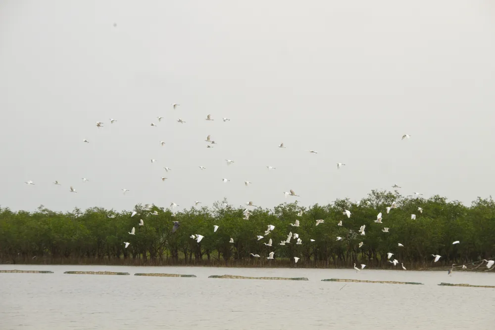 Đàn cò trắng hàng nghìn con đã tìm về rừng bần chua Bắc Phước sinh sống từ nhiều năm nay Đàn cò trắng hàng nghìn con đã tìm về rừng bần chua Bắc Phước sinh sống từ nhiều năm nay