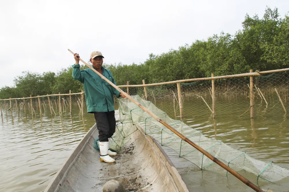 Người dân đánh bắt ở khu vực rừng ngập mặn Người dân đánh bắt ở khu vực rừng ngập mặn