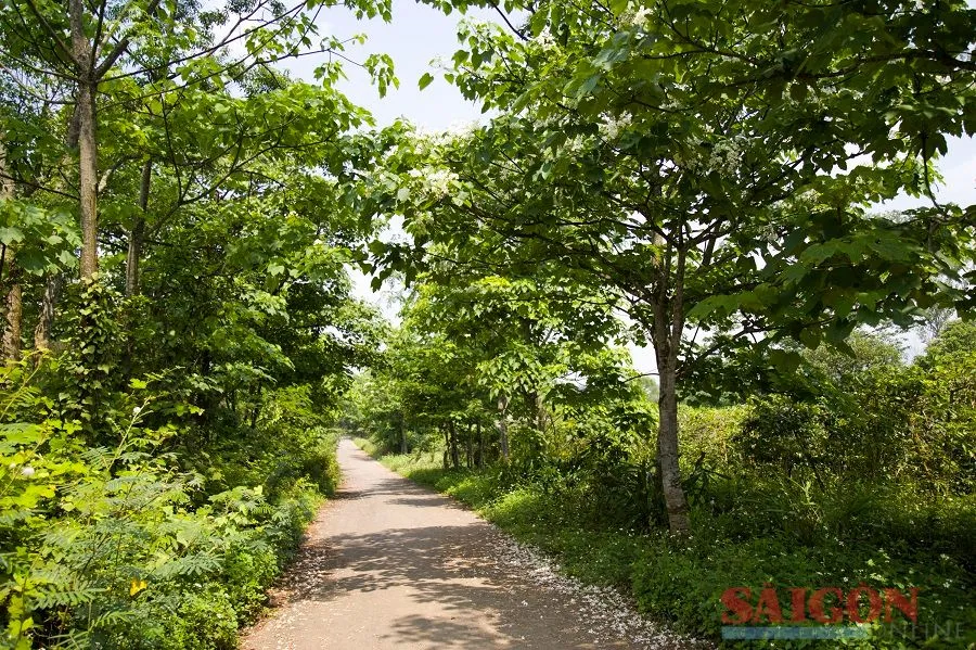 Cây trẩu được trồng phổ biến ở huyện miền núi tỉnh Quảng Trị vừa tạo cảnh quan, vừa cho thu hoạch quả Cây trẩu được trồng phổ biến ở huyện miền núi tỉnh Quảng Trị vừa tạo cảnh quan, vừa cho thu hoạch quả