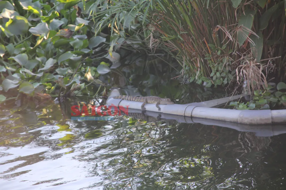 Con vật nghi là cá sấu nhỏ nằm phơi nắng giữa mặt hồ Con vật nghi là cá sấu nhỏ nằm phơi nắng giữa mặt hồ