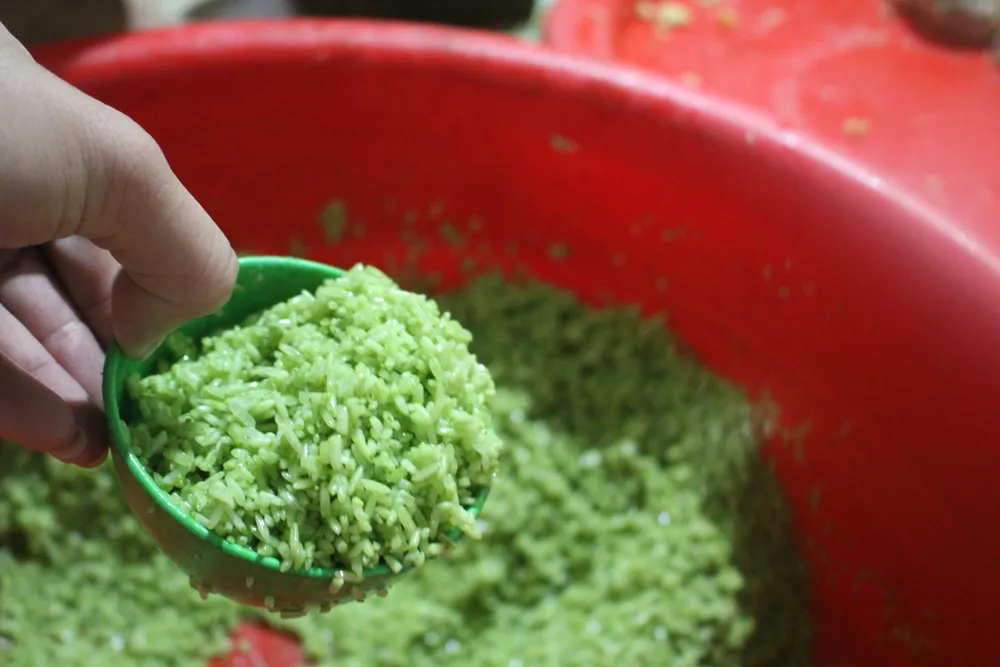 Gạo nếp được trộn với nước rau ngót để tạo nên màu xanh đặc trưng của bánh Gạo nếp được trộn với nước rau ngót để tạo nên màu xanh đặc trưng của bánh