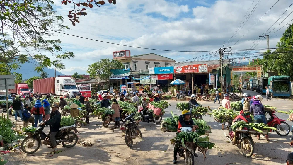 Năm nay, giá chuối mật mốc thờ cúng trong dịp Tết Nguyên Đán 2023 tăng cao khiến nông dân ở huyện miền núi Hướng Hóa phấn khởi Năm nay, giá chuối mật mốc thờ cúng trong dịp Tết Nguyên Đán 2023 tăng cao khiến nông dân ở huyện miền núi Hướng Hóa phấn khởi