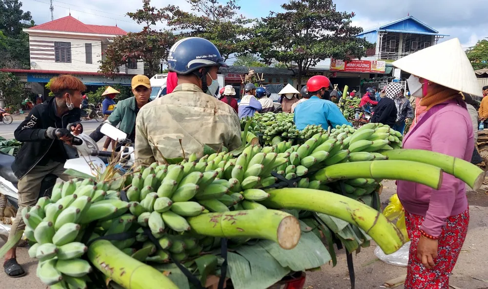 Hoạt động bán lẻ cũng được đẩy mạnh để phục vụ người dân trong vùng hoặc du khách ghé thăm. Giá chuối phụ thuộc vào năng suất của vụ mùa và thay đổi theo buổi. Hoạt động bán lẻ cũng được đẩy mạnh để phục vụ người dân trong vùng hoặc du khách ghé thăm. Giá chuối phụ thuộc vào năng suất của vụ mùa và thay đổi theo buổi.