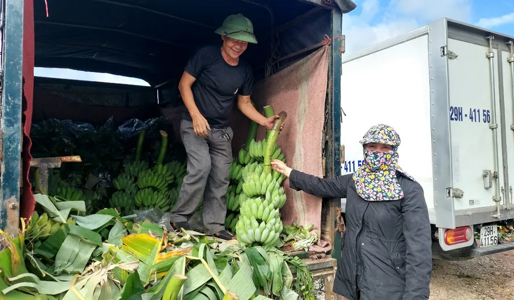 Tiểu thương từ các tỉnh thành lân cận về thu mua chuối mật mốc Tiểu thương từ các tỉnh thành lân cận về thu mua chuối mật mốc