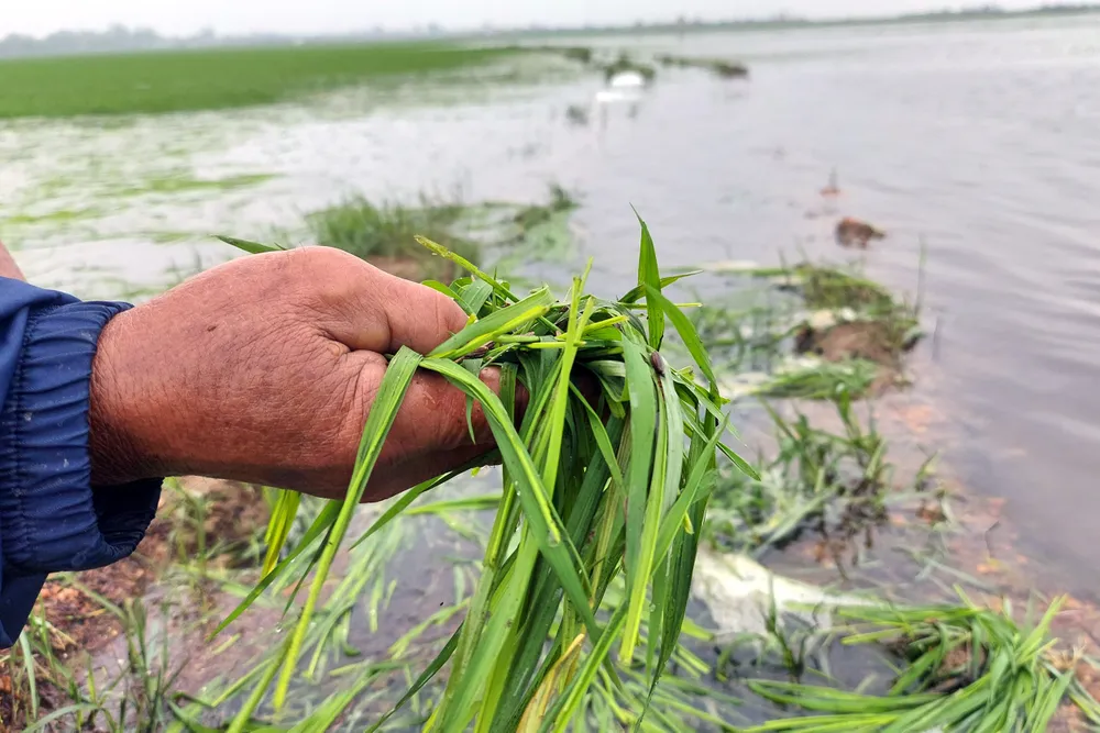 Hiện người dân cùng chính quyền địa phương đang cấp tập triển khai các biện pháp tiêu úng Hiện người dân cùng chính quyền địa phương đang cấp tập triển khai các biện pháp tiêu úng