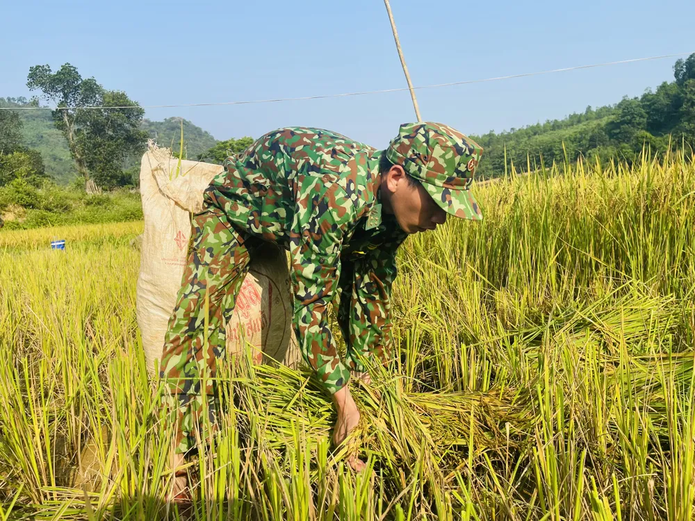 Trong ngày 6-5, Đồn Biên phòng Hướng Lập đã hỗ trợ thu hoạch 5 sào lúa giúp người dân trên địa bàn Trong ngày 6-5, Đồn Biên phòng Hướng Lập đã hỗ trợ thu hoạch 5 sào lúa giúp người dân trên địa bàn