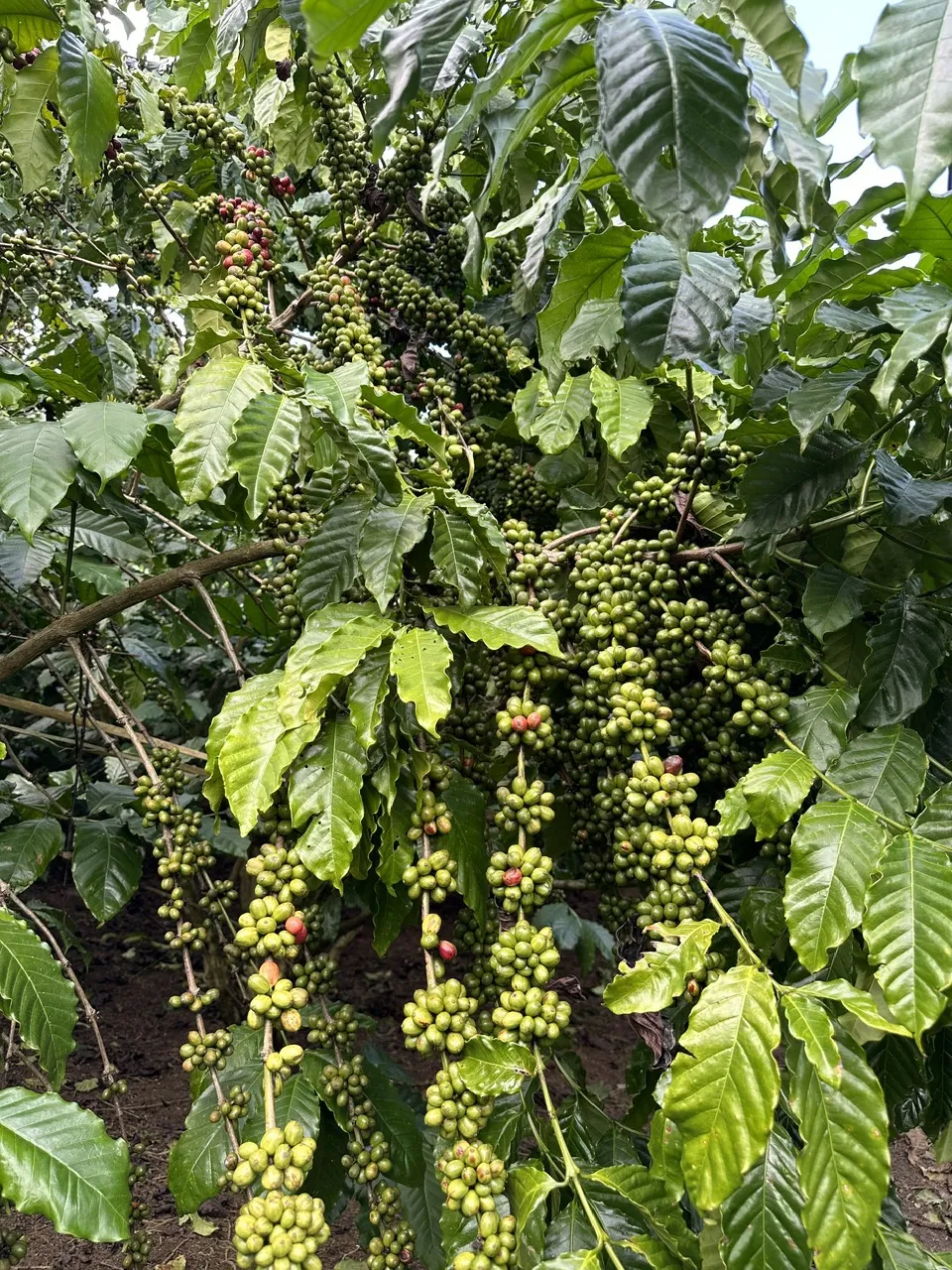 Cà phê chi chít trên vườn cà phê mô hình bón phân Phú Mỹ Cà phê chi chít trên vườn cà phê mô hình bón phân Phú Mỹ