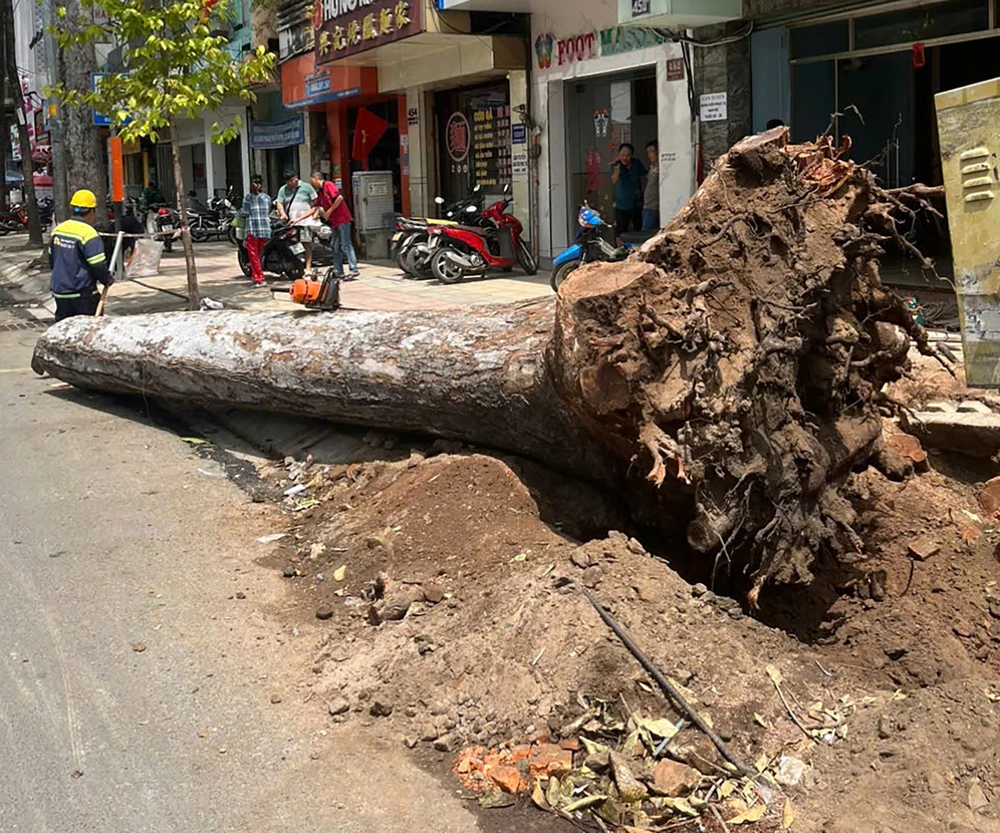 Một cây xanh cổ thụ trên đường Trần Hưng Đạo, quận 5, TPHCM bị đốn hạ G5b.jpg