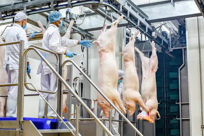 Quy trình giết mổ lợn mát tại các tổ hợp chế biến thịt MEATDeli 1749283317457-3426.jpeg