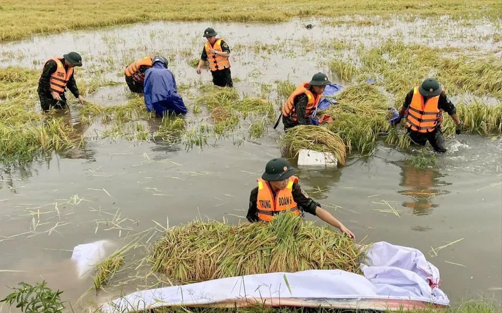 Lực lượng vũ trang giúp người dân xã Thủy Tân, thị xã Hương Thủy, TP Huế gặt lúa chạy lũ CN7a.jpg