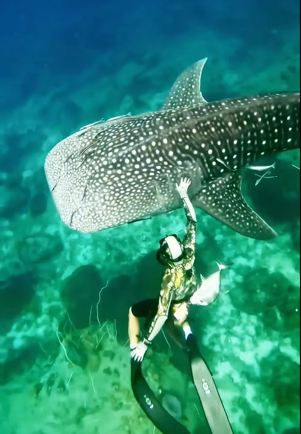 Walhaie – die „Boten“ des Ozeans – sind im Meeresgebiet der Insel Tho Chu (Stadt Phu Quoc, Provinz Kien Giang) sehr freundlich und sanft zu Tauchern. Foto: TOMMY TOAN PSA Anh23-Daiduong (26).jpg
