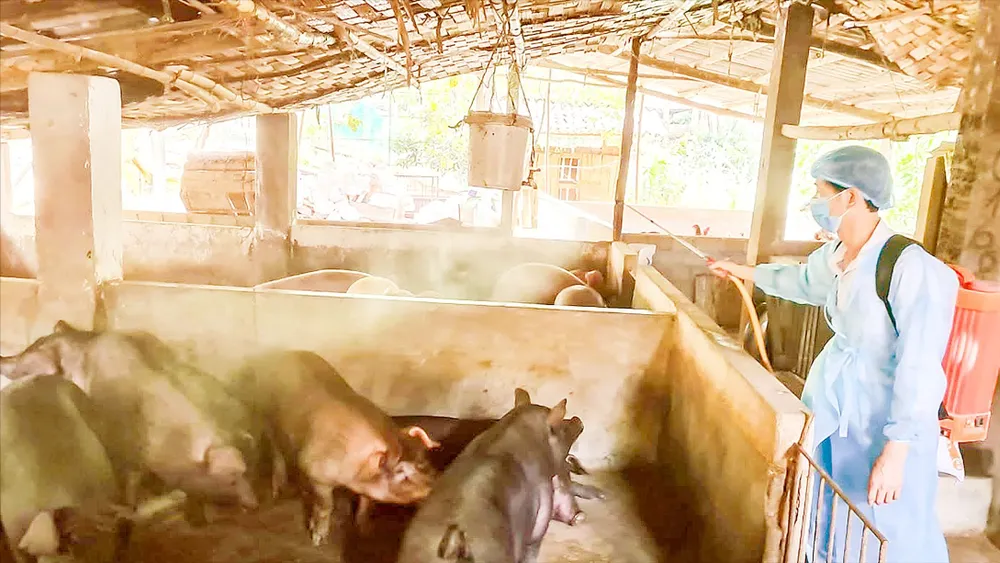 Cán bộ thú y khử trùng phòng chống dịch tả heo châu Phi tại tỉnh Lào Cai F1a.jpg