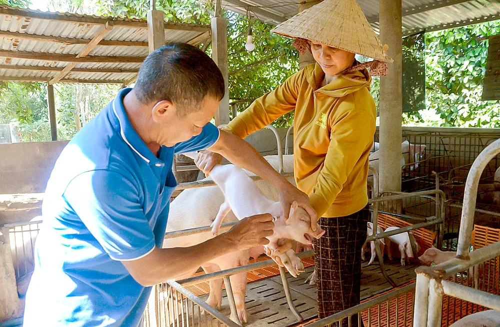 Một hộ chăn nuôi tại xã Hòa Hội (TPHCM) tổ chức tiêm vaccine cho đàn heo. Ảnh: ĐỨC TRUNG F1j.jpg