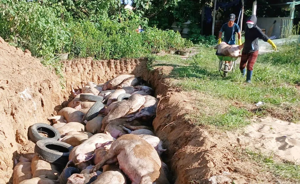 Người dân tỉnh Gia Lai tiêu hủy đàn heo bị dịch. Ảnh: XUÂN HUYÊN F5a.jpg