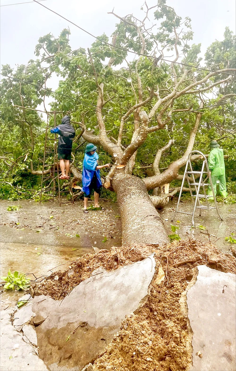 Lực lượng chức năng tỉnh Hà Tĩnh cắt tỉa, dọn cây đổ ngã để đảm bảo giao thông sau bão số 5. Ảnh: DƯƠNG QUANG Z1k.jpg