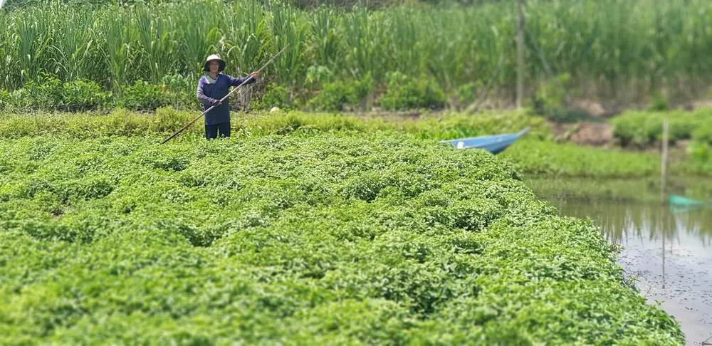 Tại châu Á nói chung và Việt Nam nói riêng, các loại thảo mộc tự nhiên rất dồi dào để phát triển các thức uống tốt cho sức khỏe. Trong hình là người dân đang chăm sóc vườn Sương sáo (Tiên thảo), một trong 9 loại thảo mộc chiết xuất nên Trà Thanh Nhiệt Dr Thanh 2.jpg