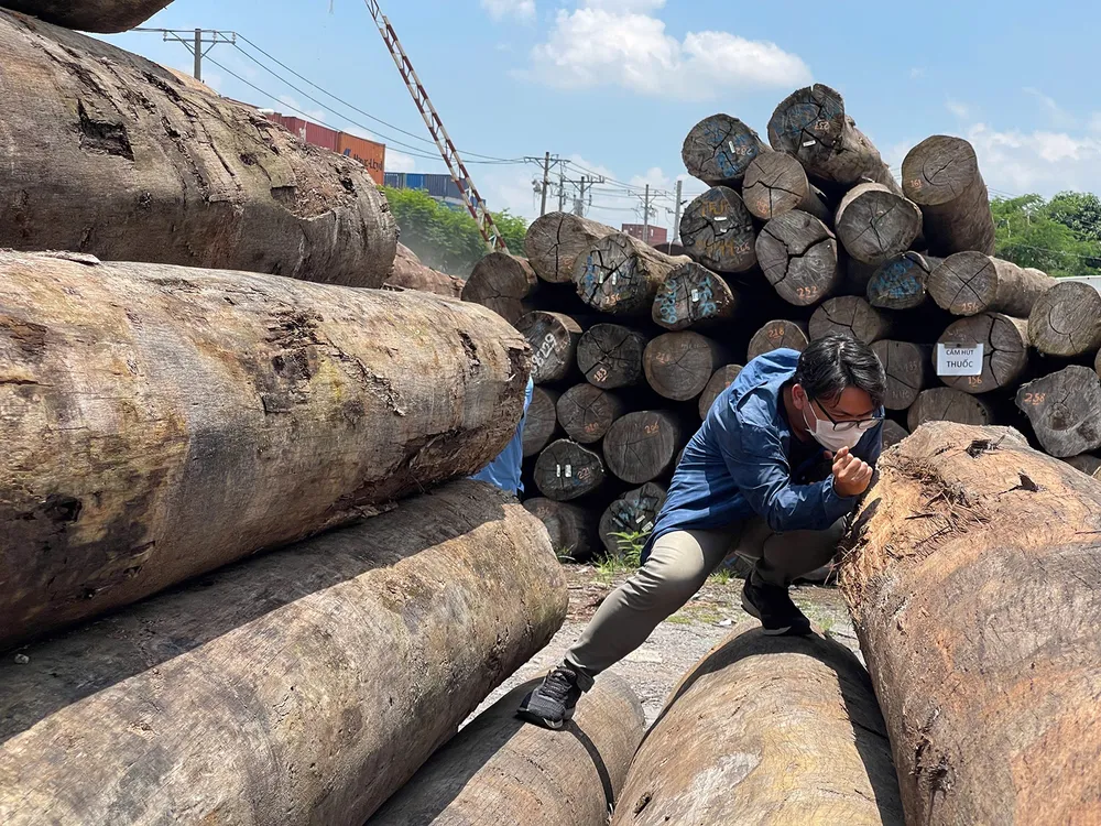 Kiểm tra mã số hàng hóa tại kho gỗ ở cảng Long Bình, phường Long Bình, TPHCM. Ảnh: Hoàng Hùng A5d.jpg