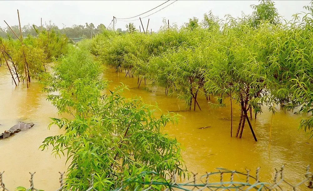 Một vườn đào ở Nhật Tân (Hà Nội) bị ngập úng C5a.jpg