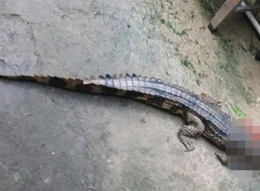 西宁省一条逃出笼子的鳄鱼。