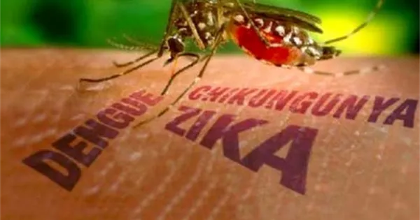 白纹伊蚊是传播基孔肯雅热、登革热和寨卡病毒的媒介蚊种。