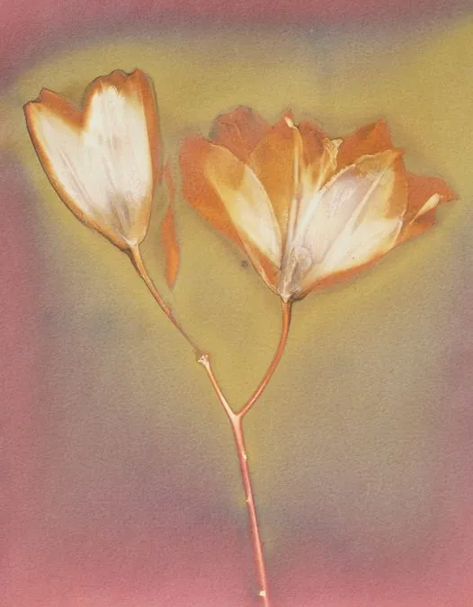 Triển lãm nghệ thuật thị giác với kỹ thuật in ảnh mới ảnh 2