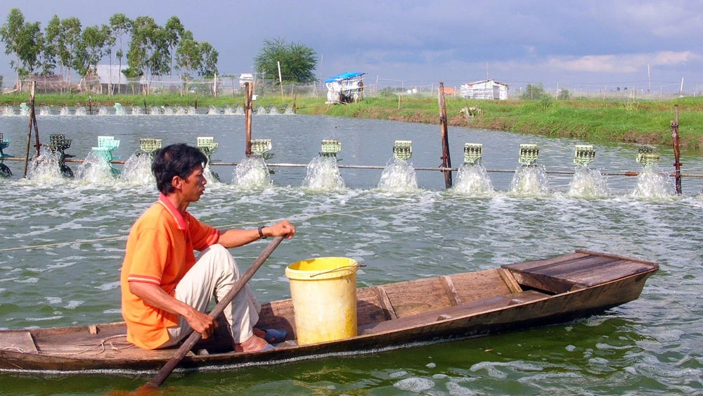 Các cơ quan chuyên môn phải hướng dẫn bà con nuôi tôm theo quy trình