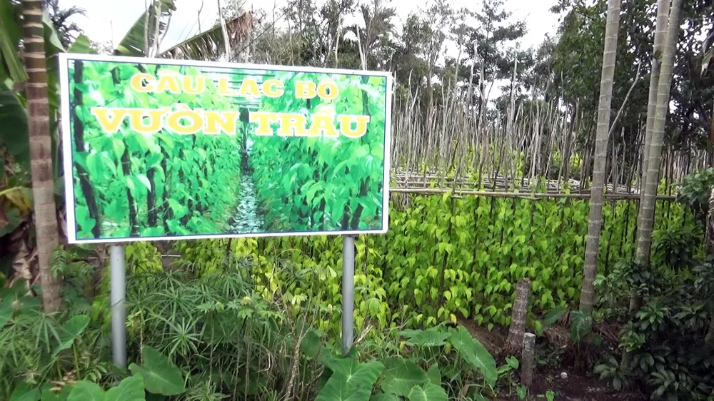 Lá trầu xuất khẩu sang Trung Quốc được giá, người trồng lãi cao ảnh 5 Lá trầu xuất khẩu sang Trung Quốc được giá, người trồng lãi cao ảnh 5