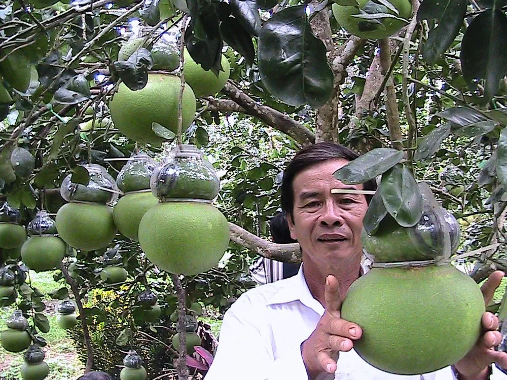 Bưởi hồ lô một sáng tạo độc đáo của nhà vườn Hậu Giang 