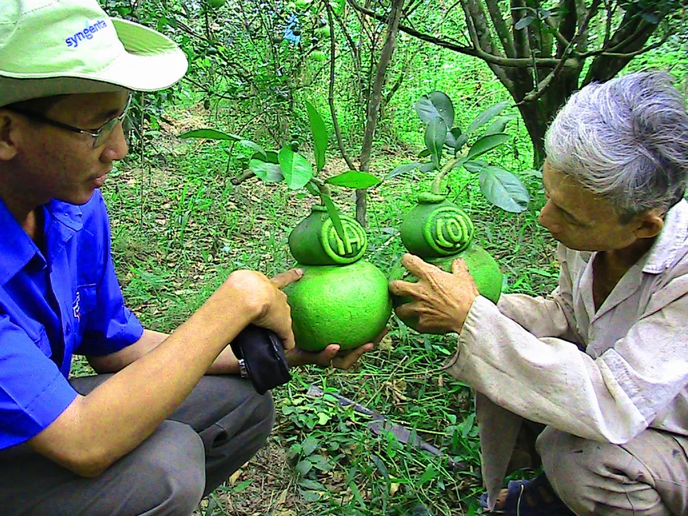 Trái cây tạo hình, hoa kiểng chuẩn bị ra phố chợ ở miền Tây ảnh 2 Trái cây tạo hình, hoa kiểng chuẩn bị ra phố chợ ở miền Tây ảnh 2