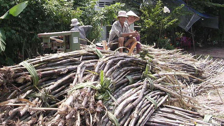 Mía bán để ép nước cao hơn để làm đường