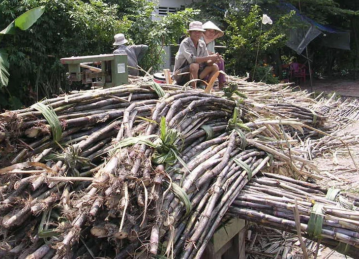 Khoảng 200.000 tấn mía ở Hậu Giang chờ tiêu thụ ảnh 1 Khoảng 200.000 tấn mía ở Hậu Giang chờ tiêu thụ ảnh 1