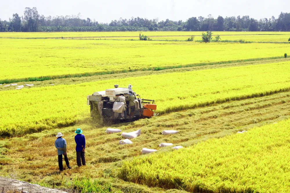 Việt Nam đang dẫn đầu giá xuất khẩu gạo 5% và 25% tấm