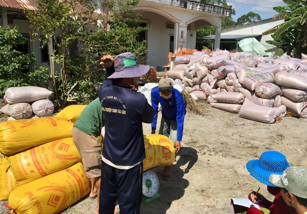 Việt Nam đang dẫn đầu giá xuất khẩu gạo 5% và 25% tấm ảnh 1 Việt Nam đang dẫn đầu giá xuất khẩu gạo 5% và 25% tấm ảnh 1