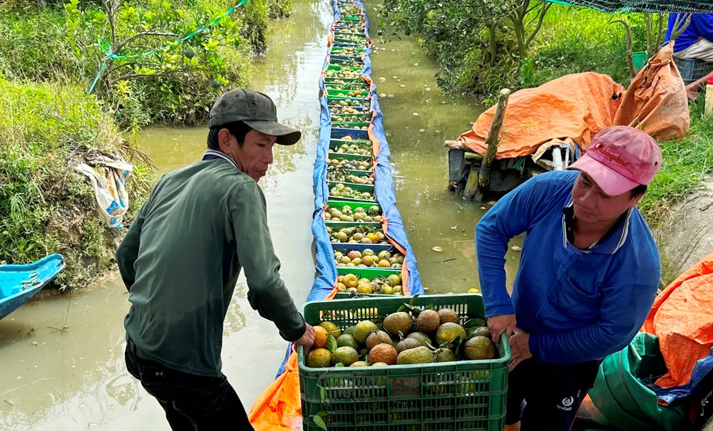 Hỗ trợ nông dân trồng cam sành ở ĐBSCL tìm đầu ra