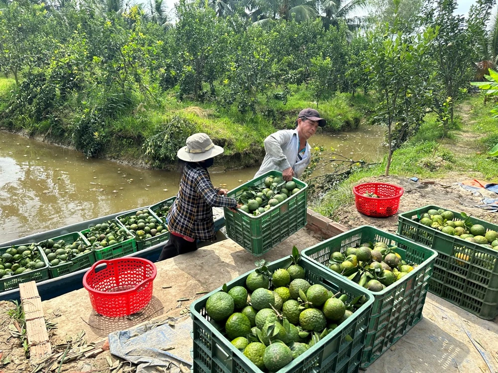 Vĩnh Long: Giá cam sành đang nhích dần đến 10.000 đồng/kg