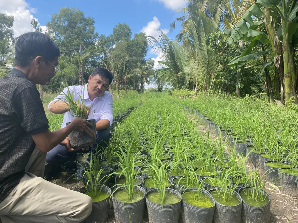 Khoảng 15.000 chậu lúa đã sẵn sàng phục vụ cho Festival Quốc tế ngành hàng lúa gạo Việt Nam tại Hậu Giang