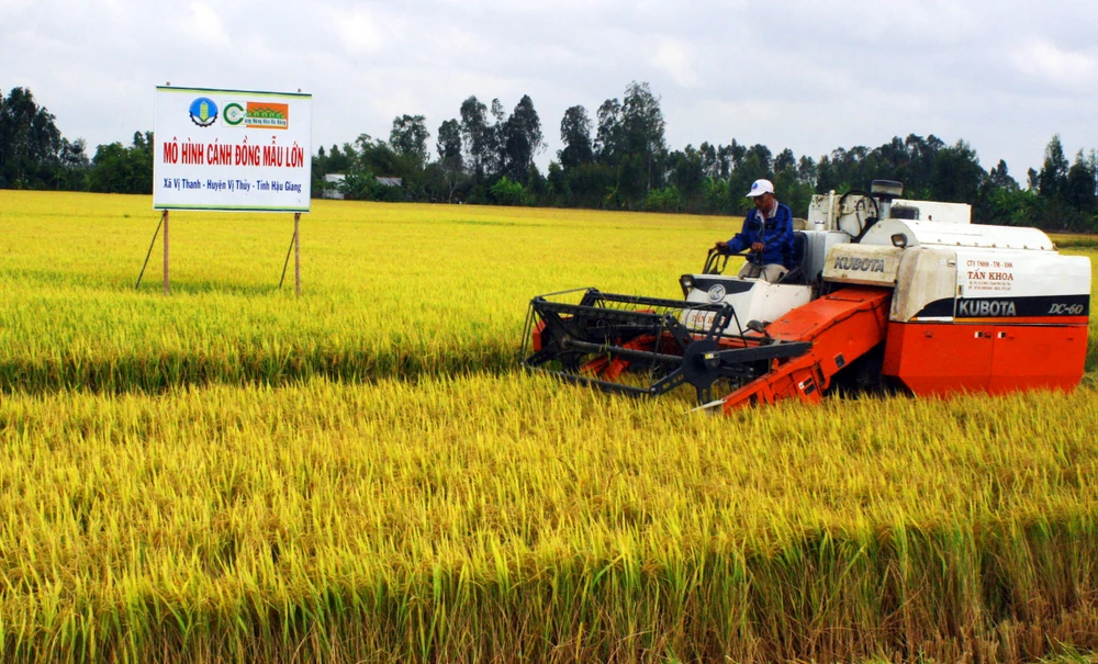 Mô hình sản xuất cánh đồng lớn tại huyện Vị Thủy, tỉnh Hậu Giang 11-11-mo-hinh-lien-ket-san-xuat-theo-canh-dong-lon-tai-huyen-vi-thuy-4890.jpg