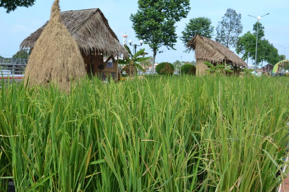 Một không gian cây lúa được tái hiện rất đặc thù của vùng đất miền Tây. Ảnh: CAO PHONG dsc-0728-4340.jpg