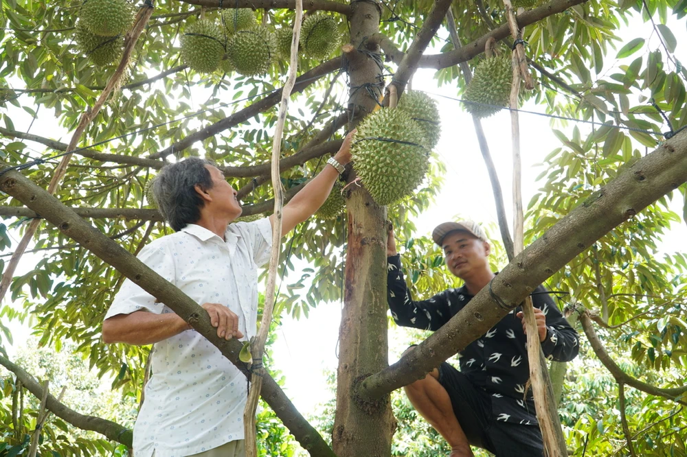 Nhà vườn miền Tây thu hoạch sầu riêng