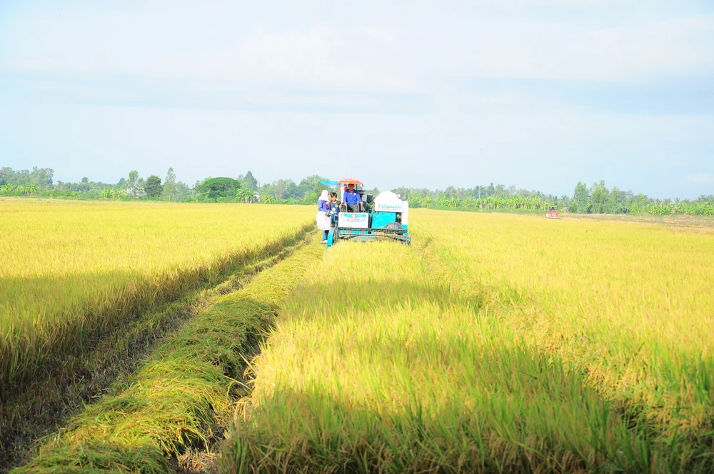 Nông dân trồng lúa ở HTX Thuận Tiến bội thu