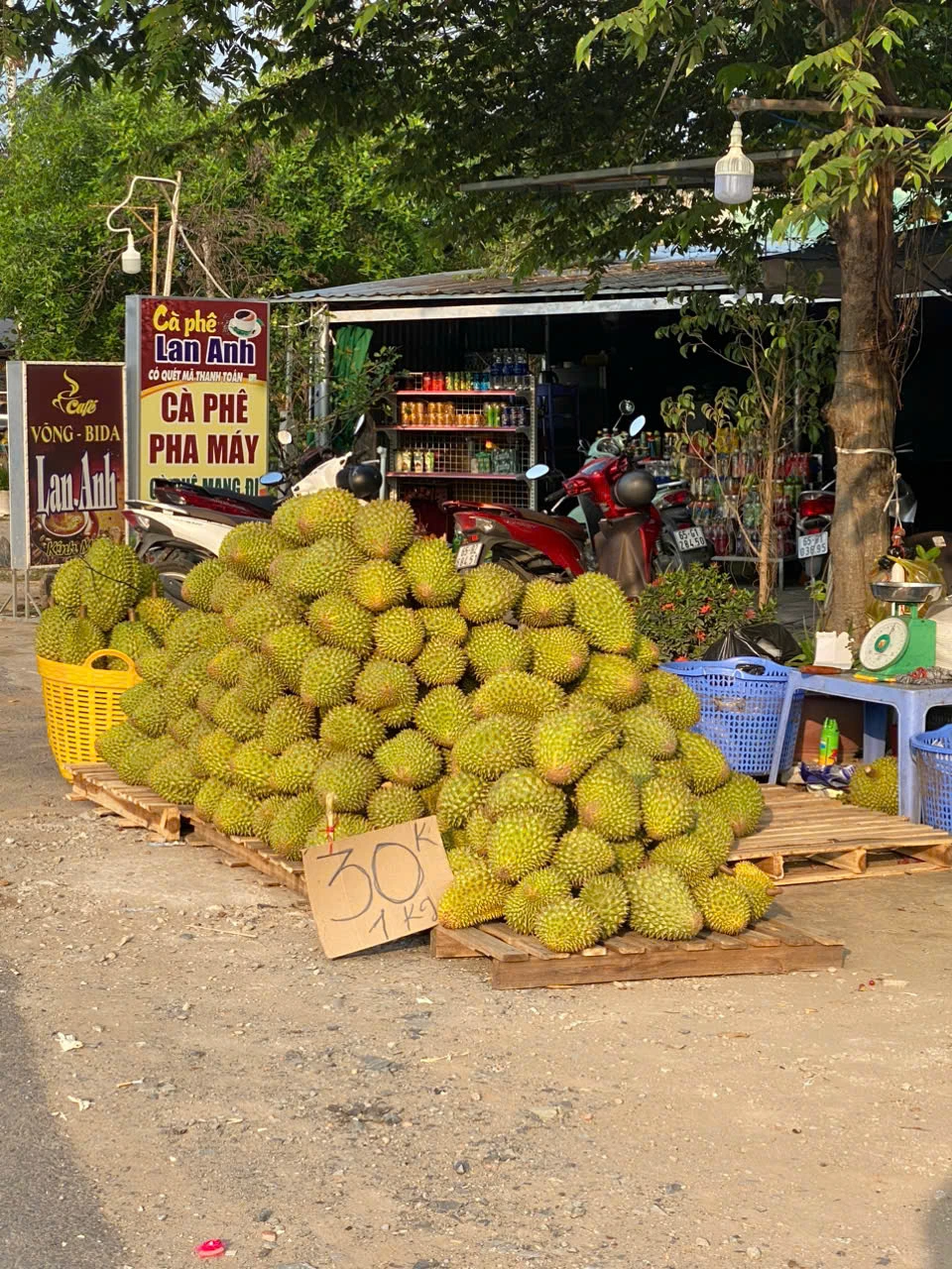 Giá sầu riêng Ri6 phổ biến được bán giá 30.000 đồng/kg 2.jpg