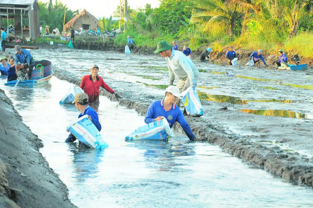 Localities need to have specific recommendations and instructions for shrimp farming areas in the Mekong Delta. 10-12 Mô hình nuôi tôm của nông dân huyện Long Mỹ đã mang lại hiệu quả cao.jpg