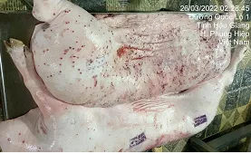 Hình ảnh được cho là đóng dấu kiểm soát giết mổ sai quy định được lan truyền trên mạng xã hội nhiều ngày qua 1234.jpg